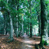a_forest