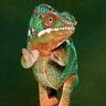 Living_Chameleon