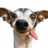 ceasar